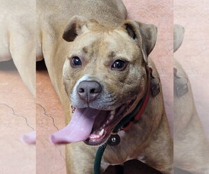 Frankie - Female American Staffordshire Terrier-Unknown Mix Dog for Adoption - Photo #7