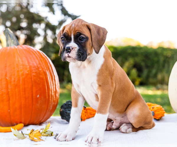 Medium Photo #3 Boxer Puppy For Sale in WAKARUSA, IN, USA
