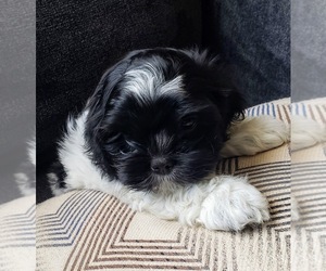 Zuchon Puppy for sale in BLUFF, UT, USA