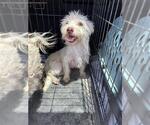 Small Maltese Mix