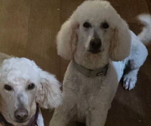 Mother of the Goldendoodle (Miniature) puppies born on 06/26/2026