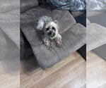 Small #3 Mutt