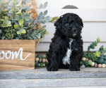 Puppy Blacky Goldendoodle (Miniature)