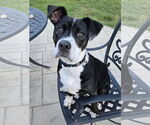 Small #12 American Pit Bull Terrier-American Staffordshire Terrier Mix