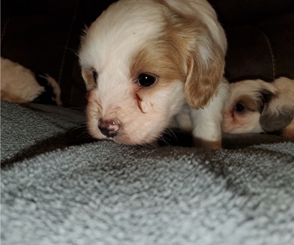 Medium Photo #14 Bernedoodle (Miniature) Puppy For Sale in LEETONIA, OH, USA
