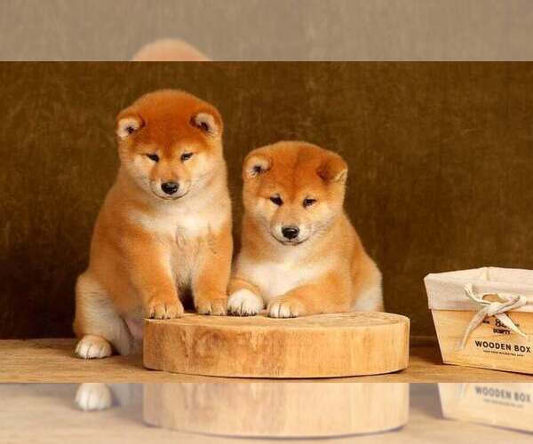 Medium Photo #4 Shiba Inu Puppy For Sale in Corbeanca, Ilfov, Romainia