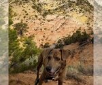 Small Photo #7 Plott Hound Puppy For Sale in Kanab, UT, USA