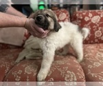Puppy Puppy 1 Anatolian Shepherd-Great Pyrenees Mix