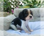 Small Photo #9 Cavalier King Charles Spaniel Puppy For Sale in SCOTTVILLE, MI, USA