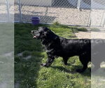 Small #1 Mutt