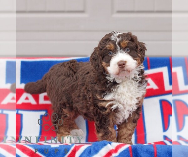 Medium Photo #2 Bernedoodle (Miniature) Puppy For Sale in MORGANTOWN, PA, USA