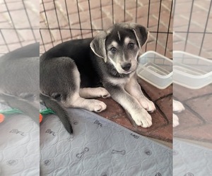 Siberian Husky Dogs for adoption in Holly Springs, NC, USA