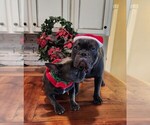Small Photo #10 French Bulldog Puppy For Sale in MANSFIELD, TX, USA