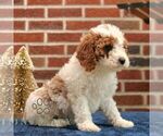 Small #4 Cavapoo (Miniature)