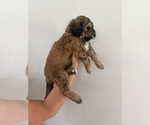 Small #3 Bernedoodle
