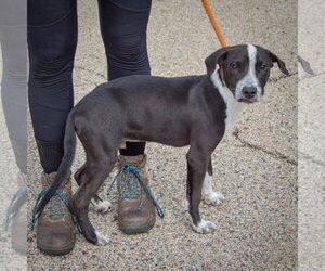 Drake - Male American Staffordshire Terrier-Unknown Mix Dog for Adoption - Photo #2