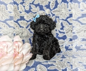 Poodle (Miniature) Puppy for sale in NOTTINGHAM, PA, USA