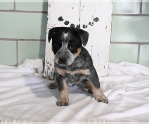 Australian Cattle Dog Puppy for sale in MILLERSBURG, OH, USA