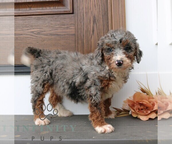Medium Photo #4 Bernedoodle (Miniature) (+ Poodle Miniature) Puppy For Sale in NARVON, PA, USA