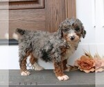 Small #3 Bernedoodle (Miniature) (+ Poodle Miniature)