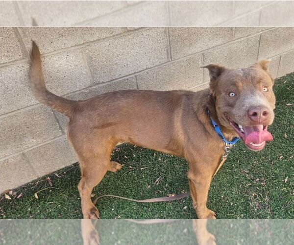 Medium Photo #2 Mutt Puppy For Sale in Lakewood, CO, USA