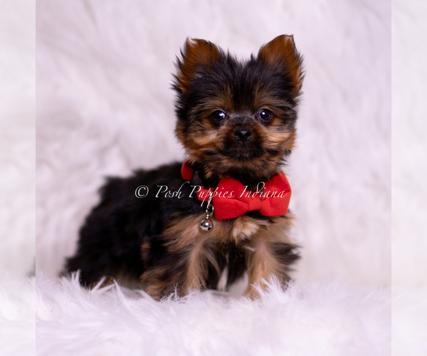 Medium Photo #4 Yorkshire Terrier Puppy For Sale in WARSAW, IN, USA