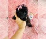 Small #11 Poodle (Toy)