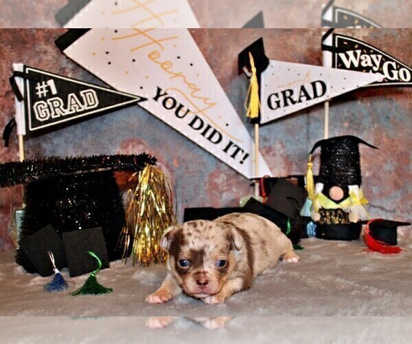 Medium Photo #77 Chihuahua Puppy For Sale in CHARLESTON, AR, USA