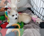 Small Photo #3 Pomsky Puppy For Sale in BOSTON, MA, USA