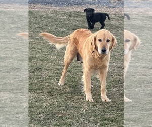 Father of the Golden Labrador puppies born on 05/01/2026