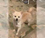 Small #4 Pomeranian Mix