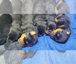 Small Photo #5 Rottweiler Puppy For Sale in ROCKFORD, MI, USA
