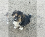 Image preview for Ad Listing. Nickname: Lolas Blk Fluff