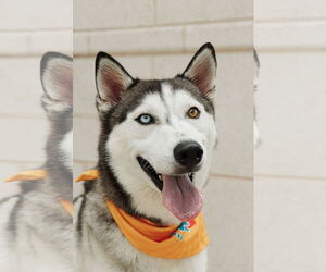 Siberian Husky Dogs for adoption in Carrollton, TX, USA