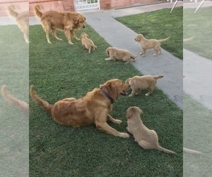 Father of the Golden Retriever puppies born on 01/10/2024