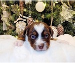 Puppy Puppy 2 Cocoa Miniature Australian Shepherd