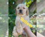 Puppy Puppy 4 Golden Retriever