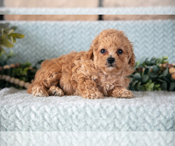 Medium Photo #12 Poodle (Miniature)-ShihPoo Mix Puppy For Sale in SUGARCREEK, OH, USA