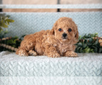 Puppy Patsy Poodle (Miniature)-ShihPoo Mix