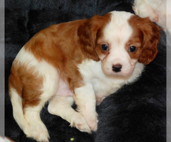 Medium Photo #1 Cavalier King Charles Spaniel Puppy For Sale in MONTGOMERY, TX, USA