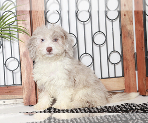 Aussiedoodle Miniature Puppy for sale in NAPLES, FL, USA