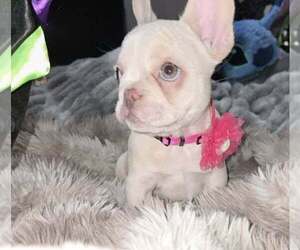 French Bulldog Puppy for sale in BOSTON, KY, USA