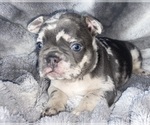 Puppy 5 French Bulldog