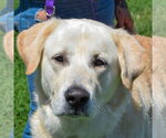 Small #3 Great Pyrenees Mix