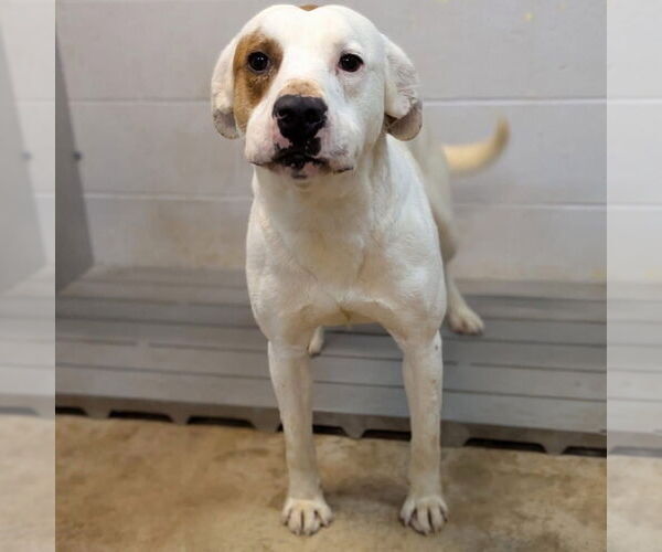 Medium Photo #23 Mutt Puppy For Sale in Germantown, OH, USA