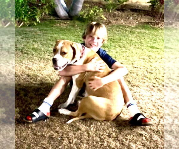 Medium Photo #2 American Staffordshire Terrier-Boxer Mix Puppy For Sale in San Juan Capistrano, CA, USA