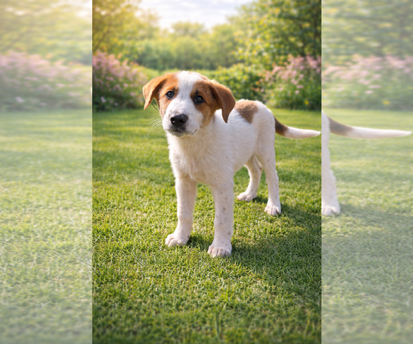 Medium Photo #3 Labrador Retriever Puppy For Sale in Menifee, CA, USA