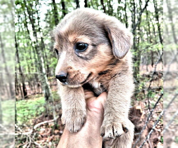 Medium Photo #2 Border Collie Puppy For Sale in Rutherfordton, NC, USA