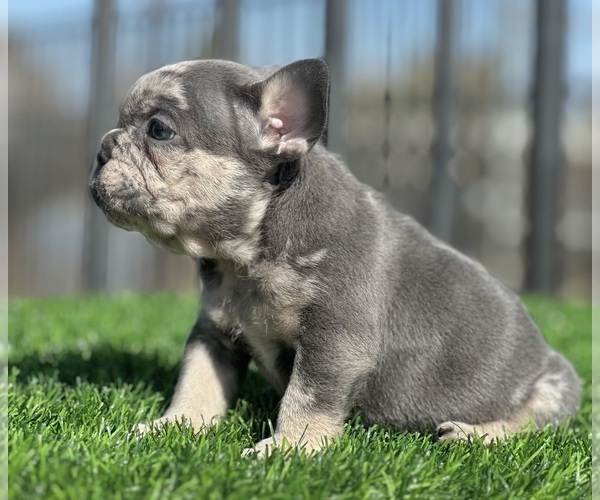 Medium Photo #5 French Bulldog Puppy For Sale in BEVERLY HILLS, CA, USA