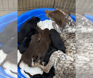 German Shorthaired Pointer Puppy for sale in BUENA PARK, CA, USA